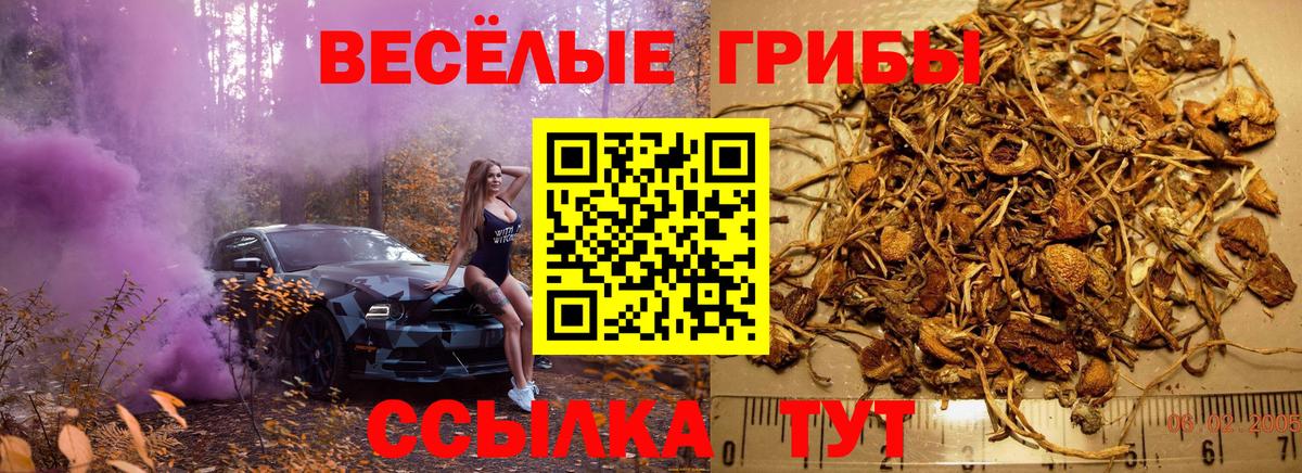Тула  Псилоцибиновые грибы Cubensis  Вход с VPN 